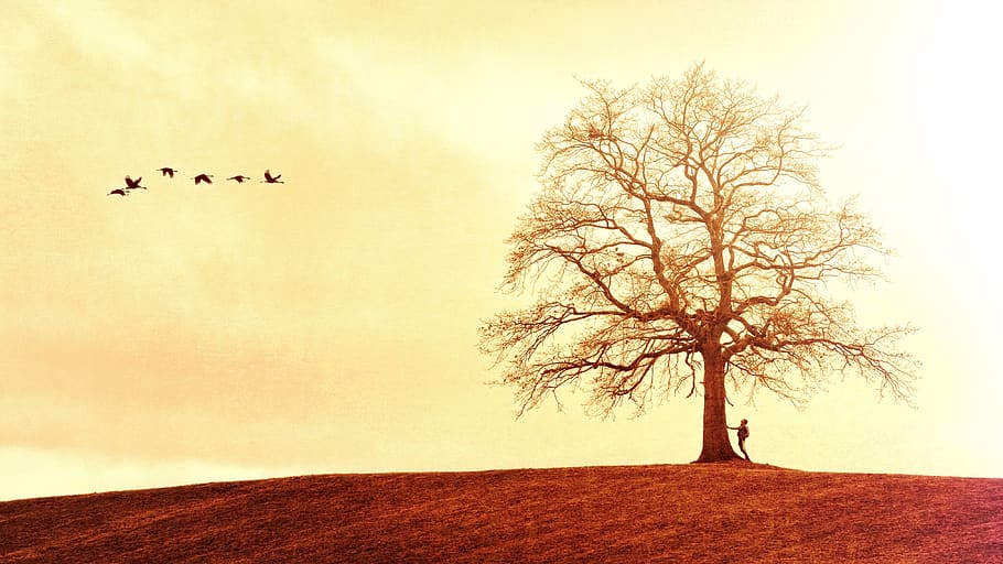 tree, landscape, nature, silhouette, birds, wanderer, sky, aesthetic HD wallpaper