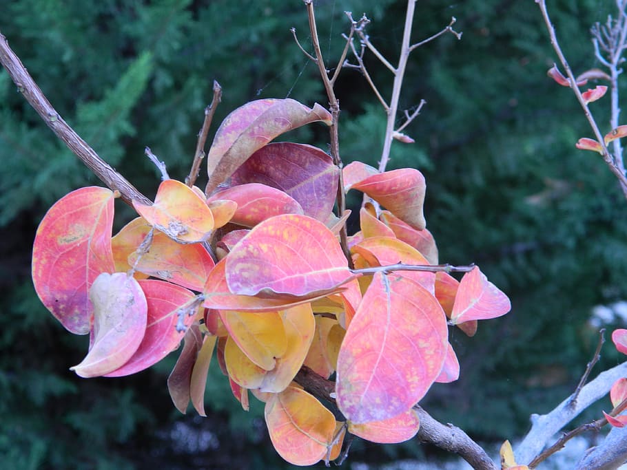 autumn, leaves, tree, fall, seasonal, plants, growth, beauty in nature HD wallpaper