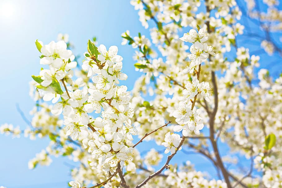 tree, sun, spring, blossom, sunlight, shine, blooming, natural, HD wallpaper
