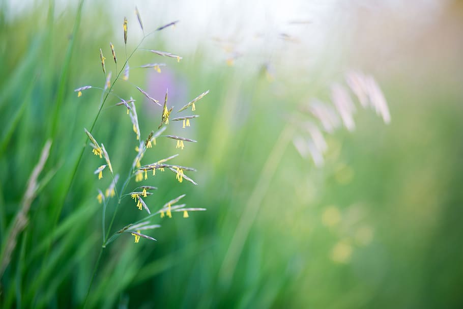 calgary, canada, summer, nature, park, plants, nature photography HD wallpaper