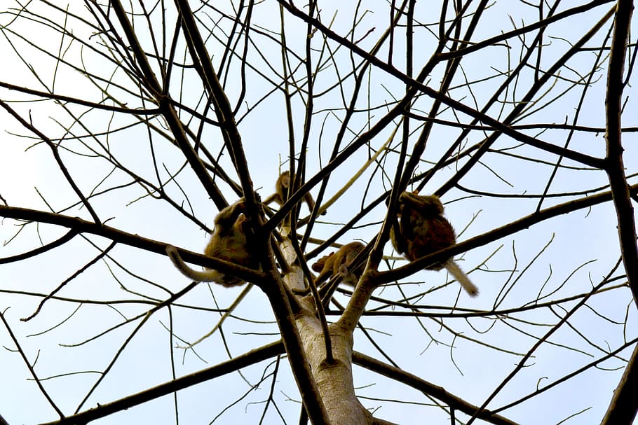 india, wayanad, trees, monkeys, nature, low angle view, sky HD wallpaper