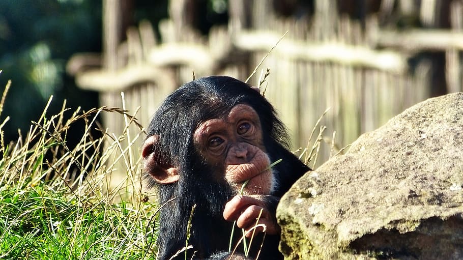 chimpanzee, monkey, zoo, primate, one animal, mammal, animal wildlife HD wallpaper