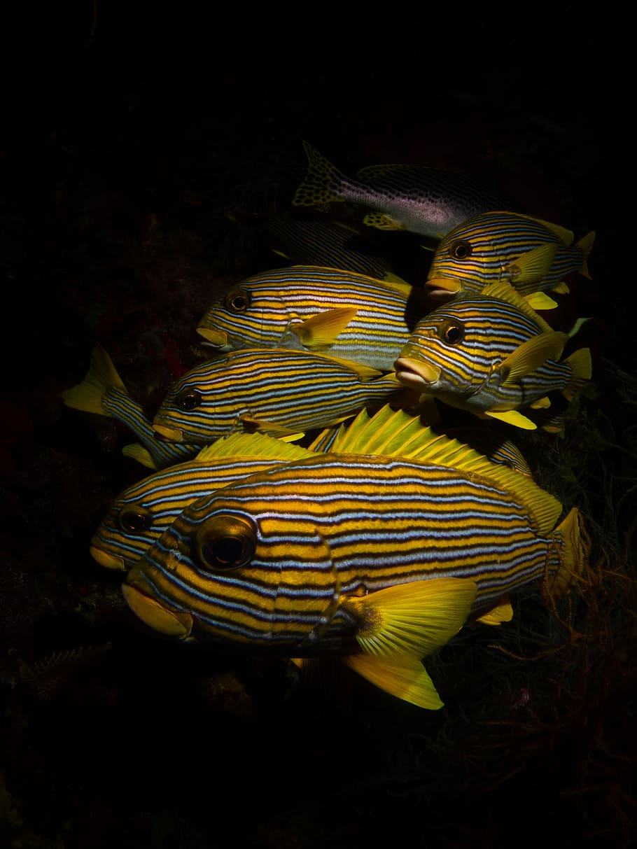 yellow tang fish, animal themes, animal wildlife, animals in the wild HD wallpaper