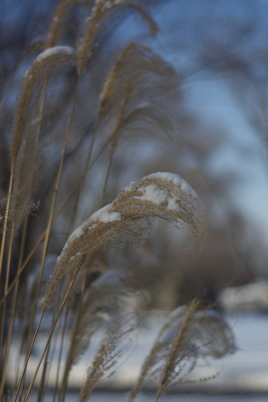 frozen, grass, nature, cold, grasses, ice, plant, growth, close-up HD wallpaper