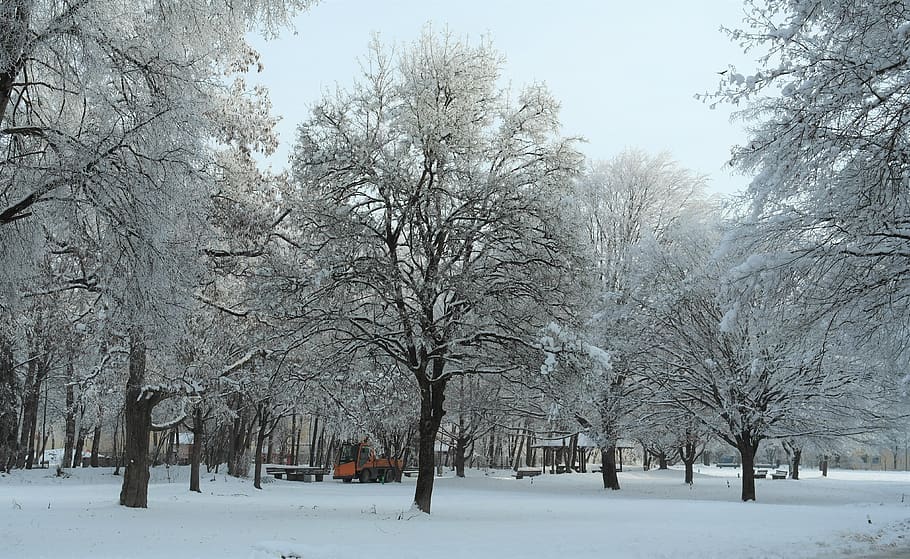 winter, hoarfrost, trees, park, cold, ice, snow, nature, landscape HD wallpaper