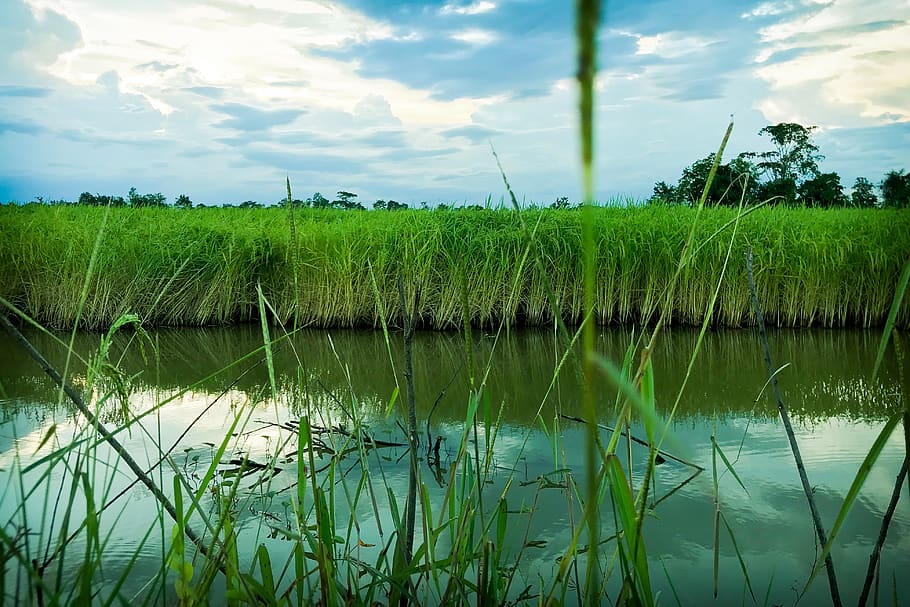 cornfield, vole, nature, rice, information, sky, summer, the landscape HD wallpaper
