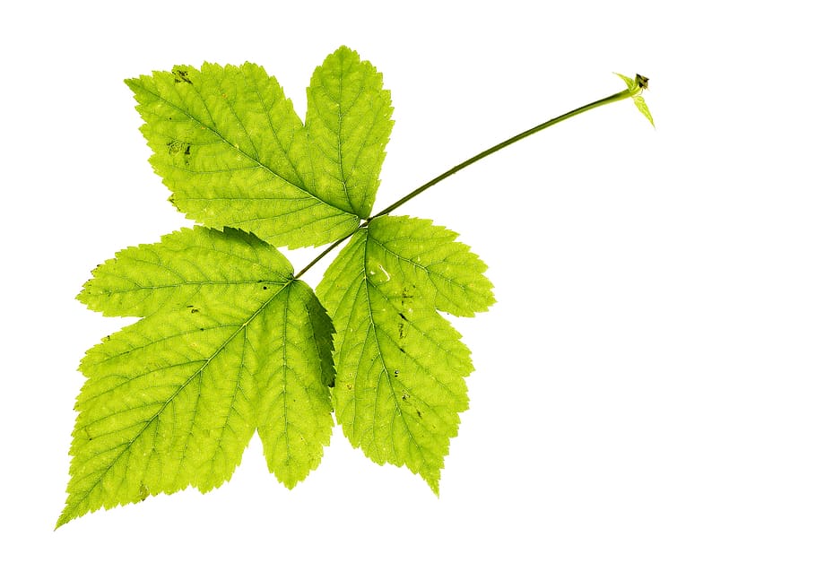 leaf, green, greening, tree, white, closeup, soil, appletree HD wallpaper