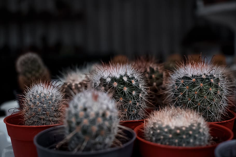 green cactus collection, potted plant, thorn, succulent plant HD wallpaper