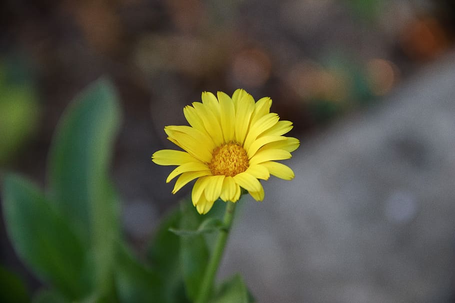 flower, yellow, bloom, nature, flora, petals, spring, in the summer of HD wallpaper