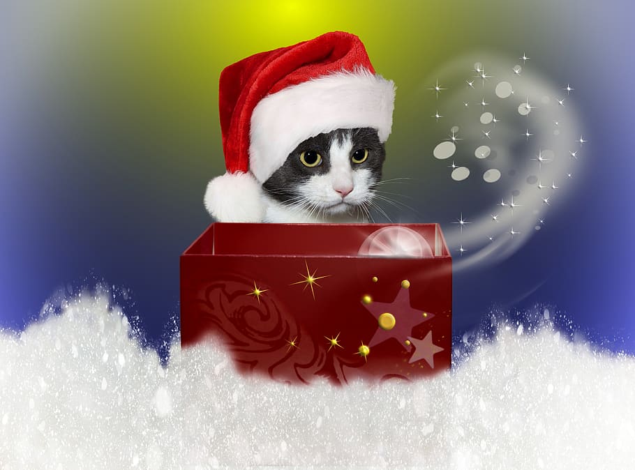 cat, christmas, snow, cardboard, red, star, pet, winter, december, HD wallpaper