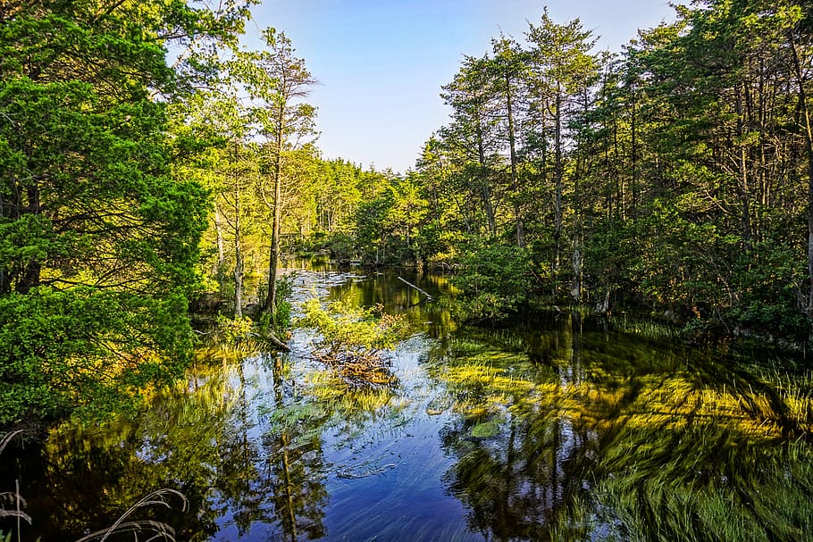 water, stream, landscape, green, outdoor, flow, outdoors, wet HD wallpaper