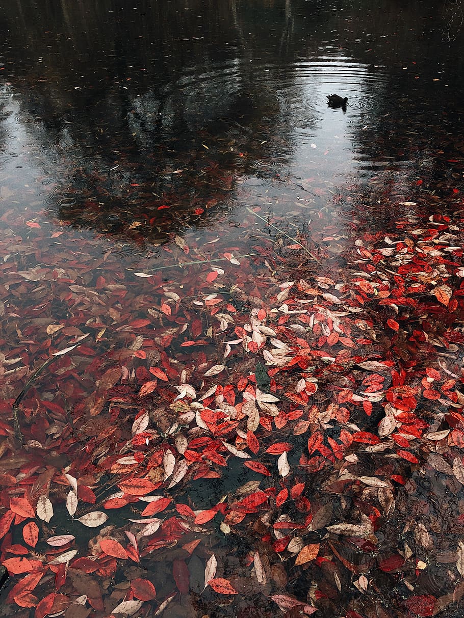 Body of Water With Leaves, bright, color, environment, foliage HD wallpaper