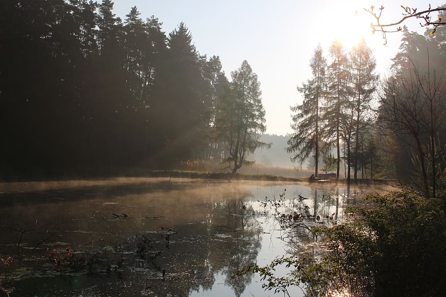 germany, bavaria, reflection, sunrise, trees, autumn, forest HD wallpaper