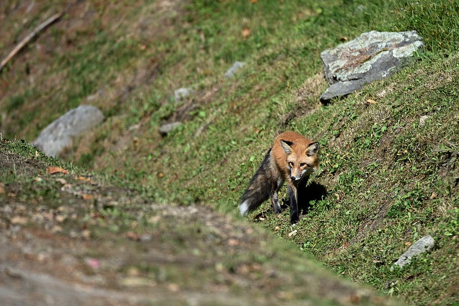 fox, road, predator, animal, caution, nature, forest, walking HD wallpaper