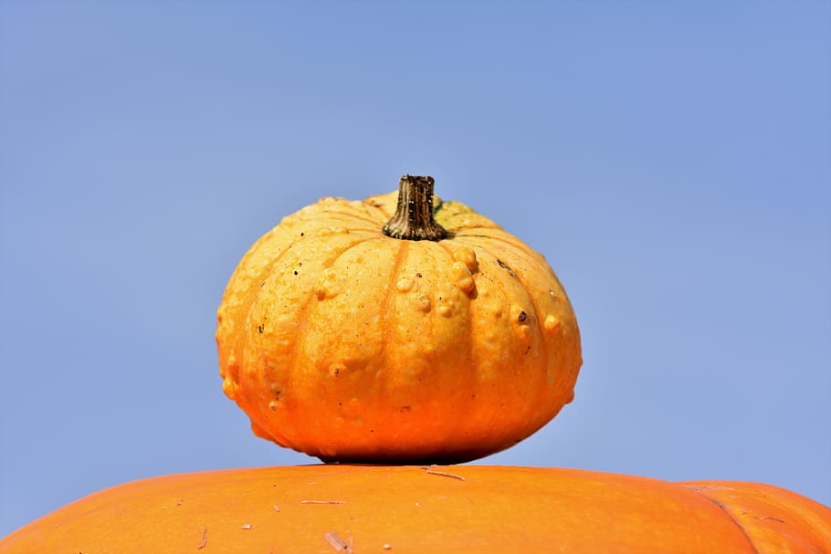 pumpkin, fruit, orange, autumn, cucurbita maxima, choose, large HD wallpaper