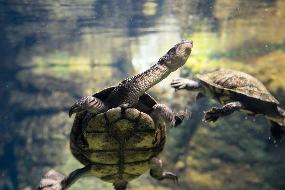 turtle, long, neck, curiosity, underwater, swimming, animal HD wallpaper