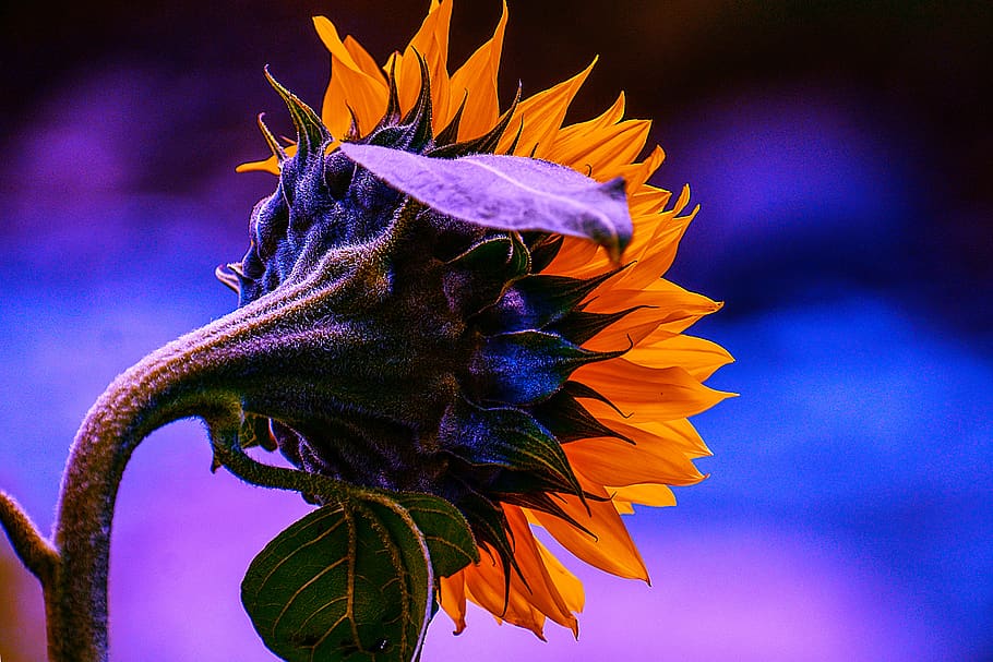sunflower, spring, nature, beauty, summer, romantic, petal HD wallpaper