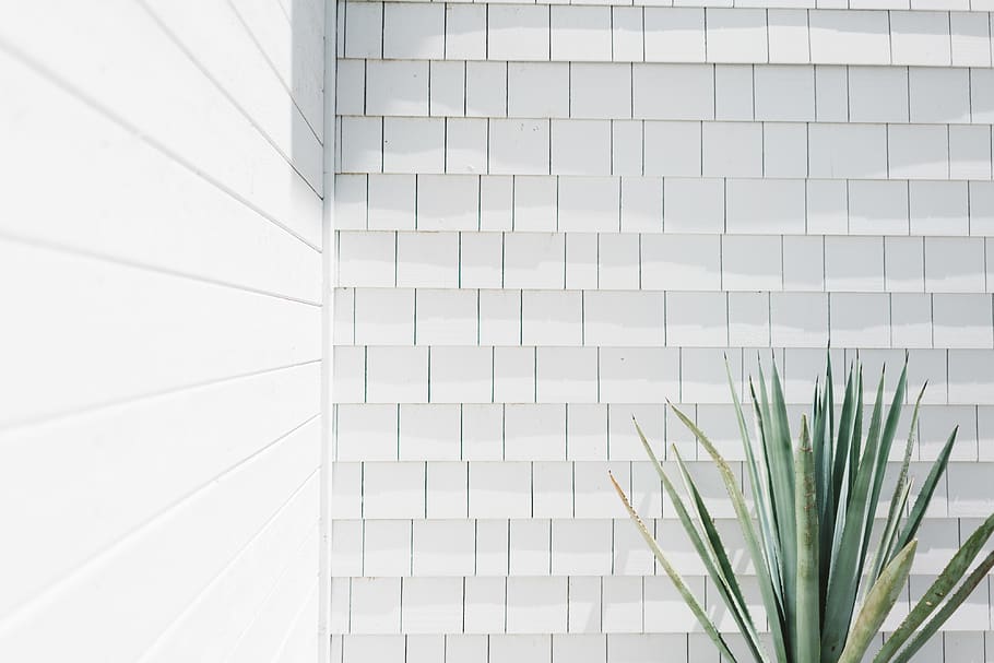 wall, plant, pattern, tile, texture, white, minimal, light