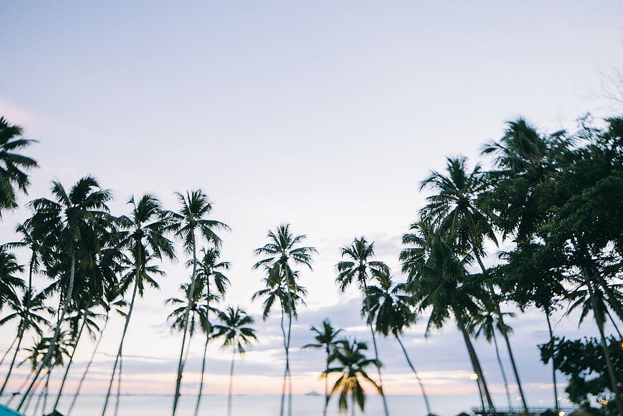 Palm Trees , coconut trees, sky, plant, tropical climate, low angle view HD wallpaper