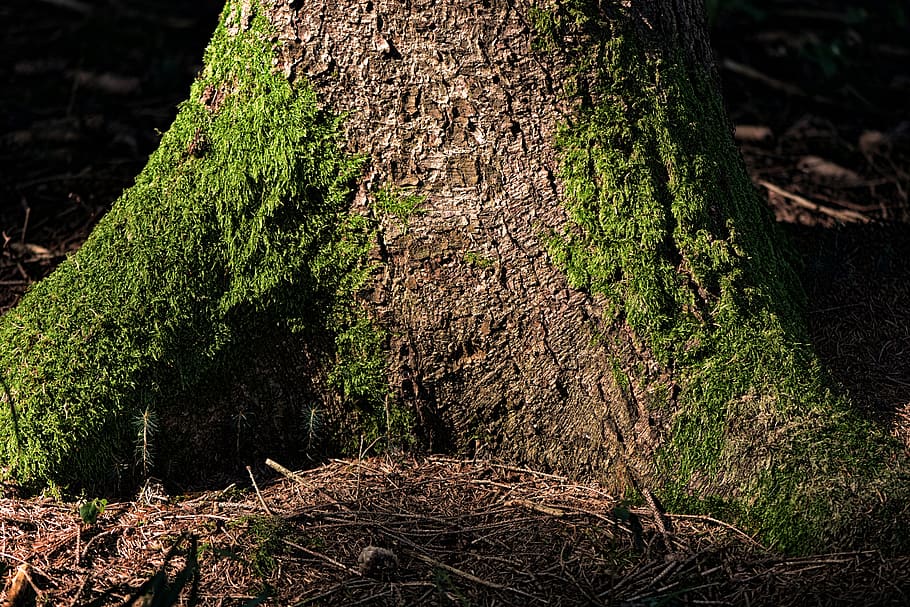tree, forest, moss, nature, log, bark, structure, plant, land HD wallpaper