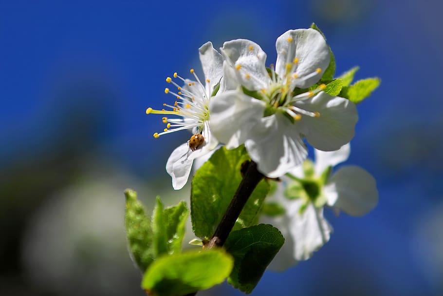 blossom, bloom, nature, flora, sweet cherry, plant, flowering plant HD wallpaper