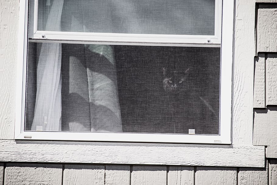 White Wooden Framed Window, architecture, building, cat, exterior HD wallpaper