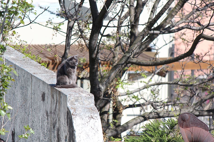 uruguay, montevideo, rooftop, grey, tree, city, cat, sun, animals HD wallpaper
