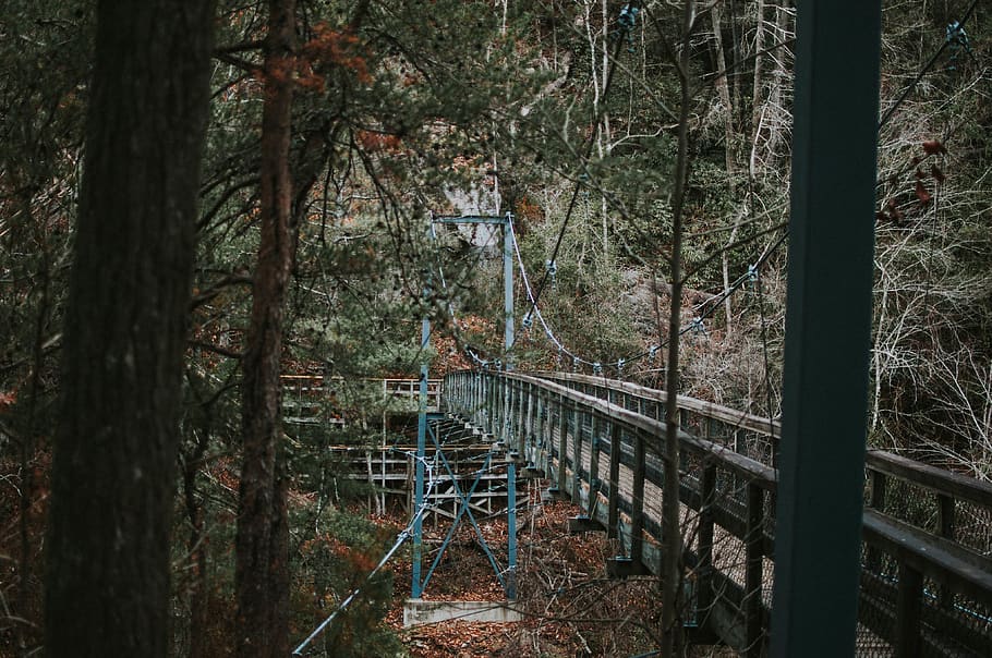 forest, bridge, rock, river, nature, tree, plant, land, tree trunk HD wallpaper