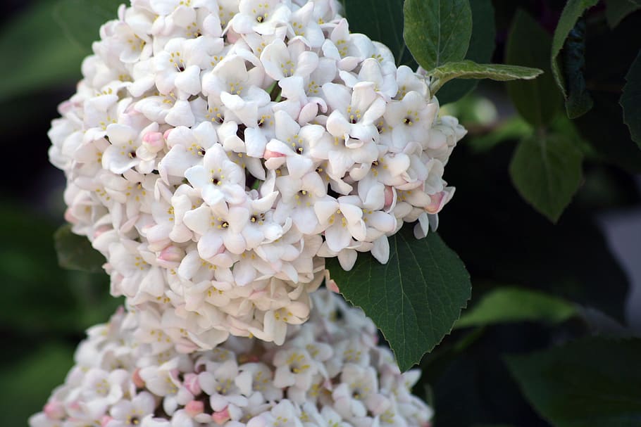 hydrangea, flower, flowers, white, green, plant, garden, summer HD wallpaper