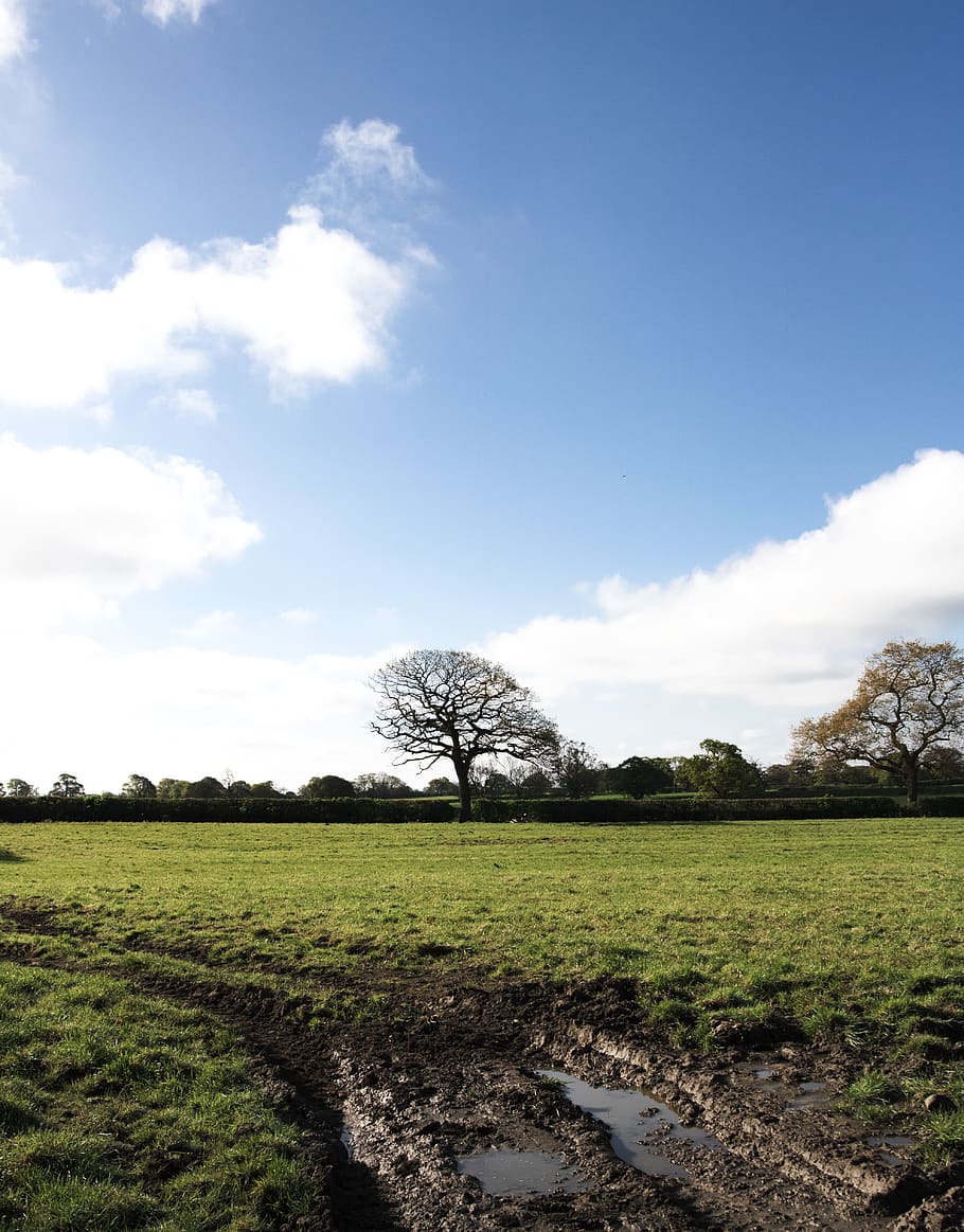 outdoors, puddle, ground, ditch, field, grassland, plant, plants HD wallpaper