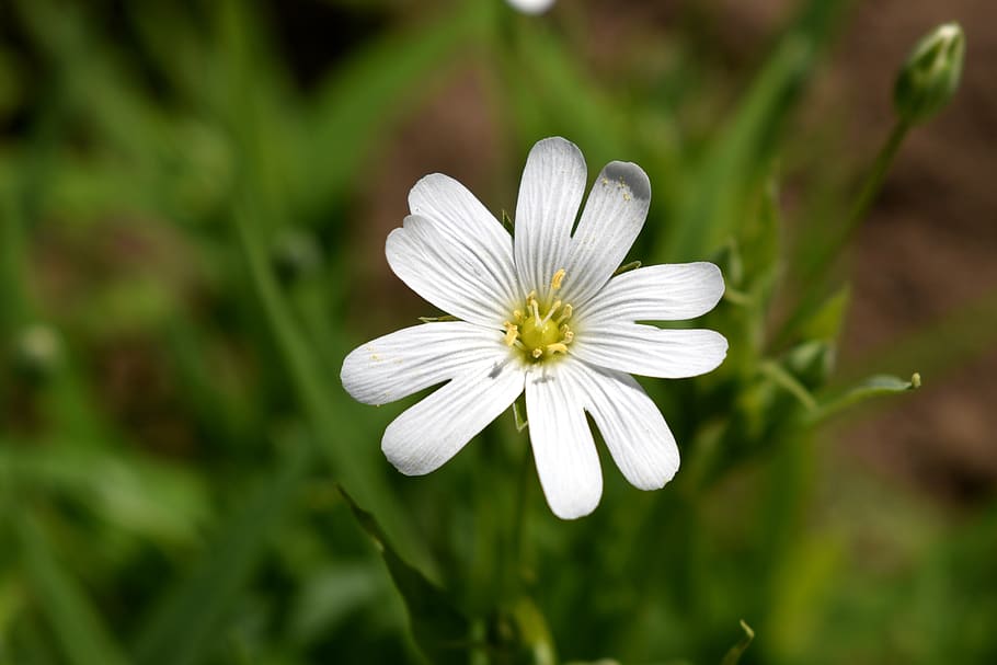 white, flower, bulgaria, flowering plant, fragility, vulnerability HD wallpaper