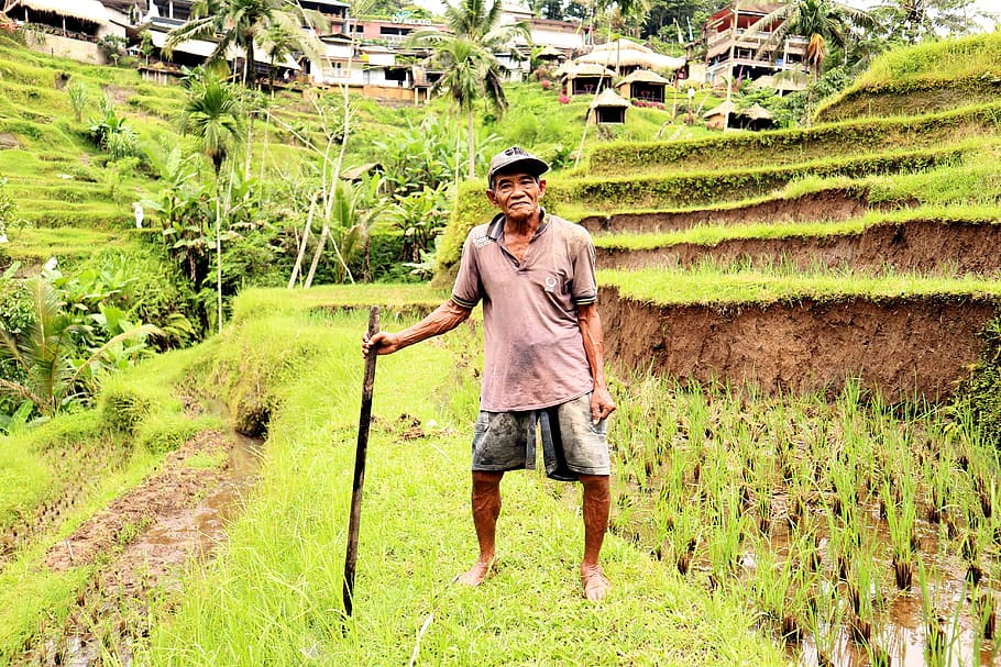 indonesia, ubud, farmer, rice, ricefields, bali, man, granpa, HD wallpaper