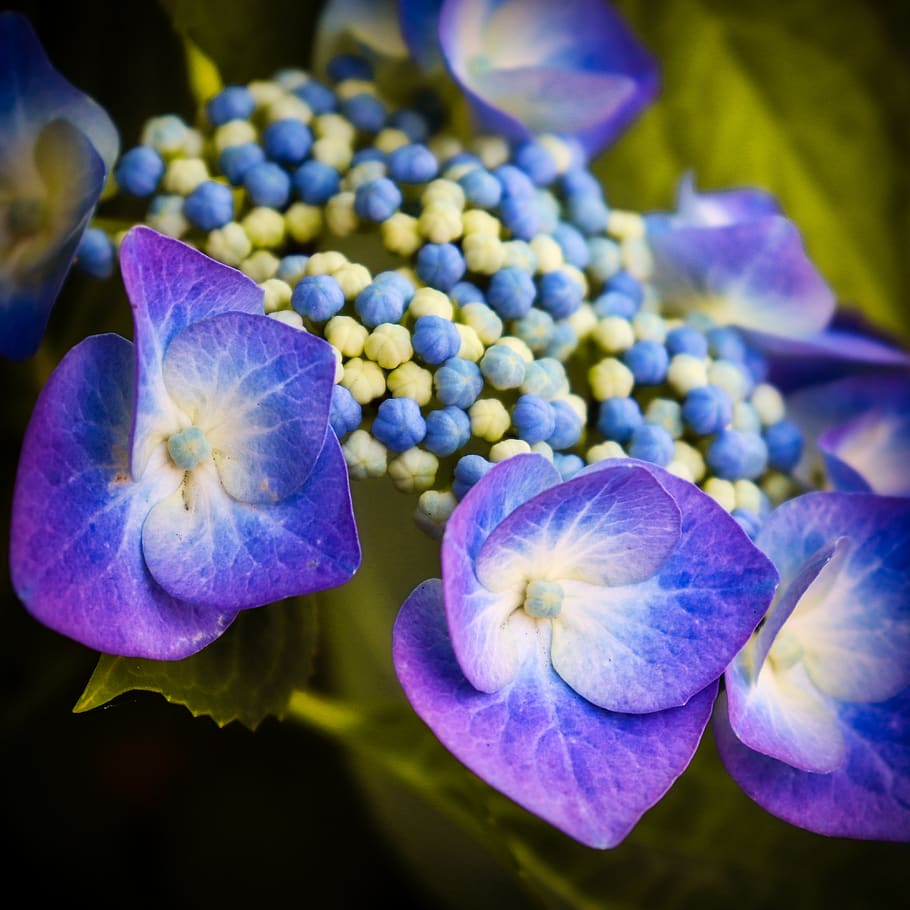 hydrangea, blue, blossom, bloom, flower, hydrangea flower, beauty in nature HD wallpaper