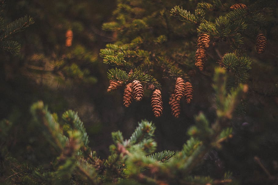 pine, cone, green, tree, plant, blur, nature, pinaceae, coniferous tree HD wallpaper