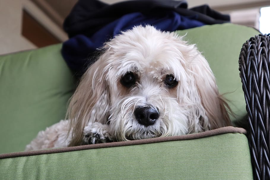 cockapoo, dog, poodle, pet, canine, animal, one animal, domestic animals HD wallpaper
