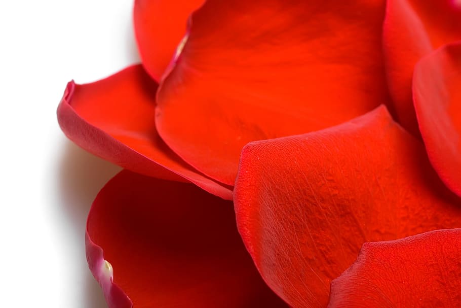 con2011, rose, petals, red, no people, flower, freshness, close-up HD wallpaper