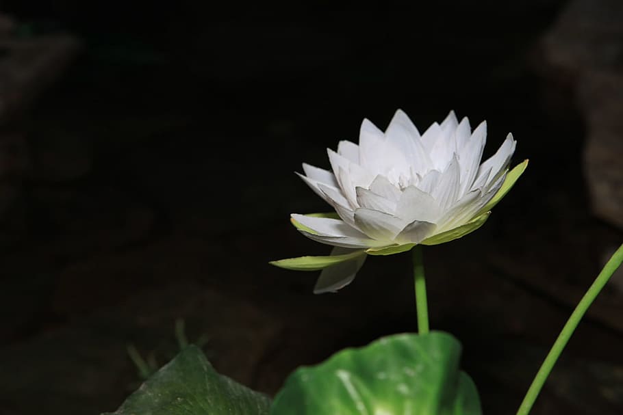 flower, white, blossom, bloom, black, flowering plant, freshness HD wallpaper