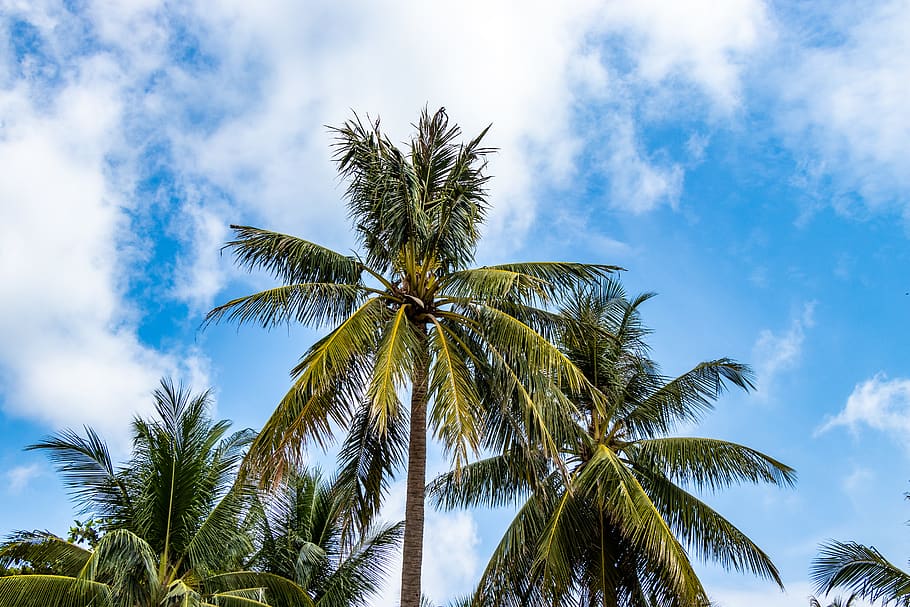 HD wallpaper: summer, arecaceae, tree, plant, palm tree, tropical, sky ...