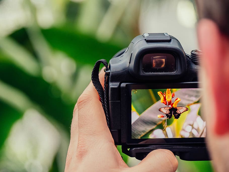 black digital camera capturing yellow flower, human hand, photography themes HD wallpaper