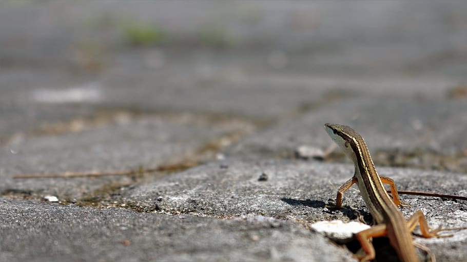 reptiles, lizard, animal, day, selective focus, one animal HD wallpaper