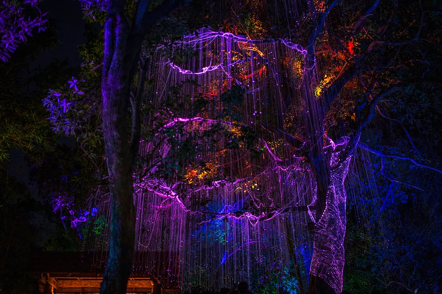 purple string lights on trees, illuminated, night, no people HD wallpaper