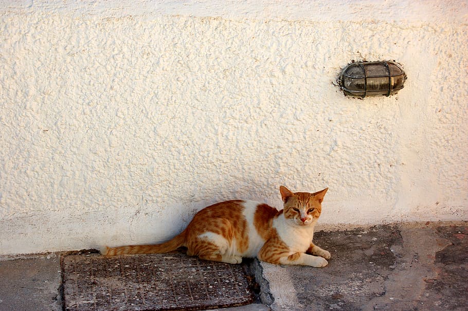mammal, animal themes, cat, domestic, feline, domestic animals HD wallpaper