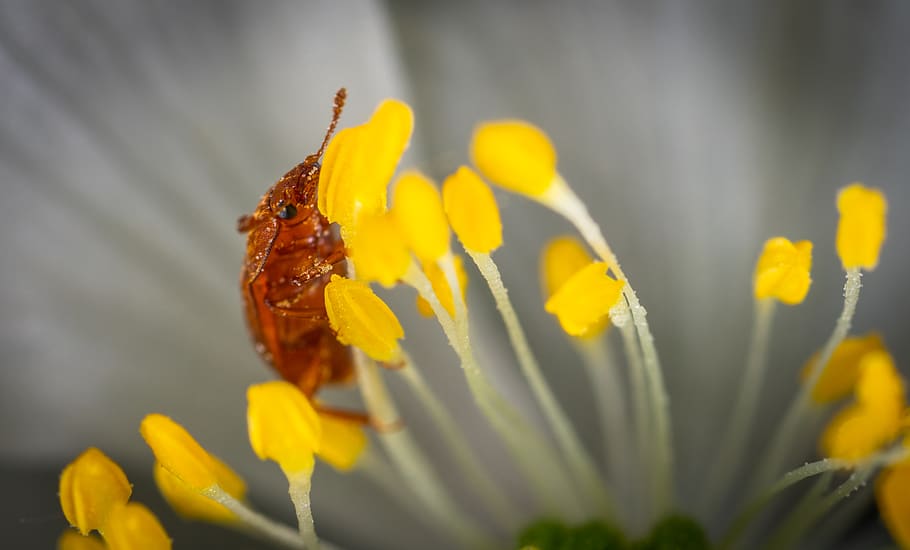 Brown Beetle on Yellow Petaled Flowers, bug, color, insect, invertebrate HD wallpaper