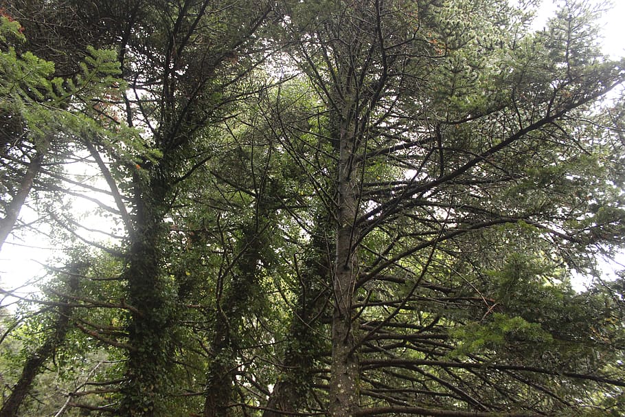 greece, parnitha, trees, green, forest, plant, growth, land HD wallpaper