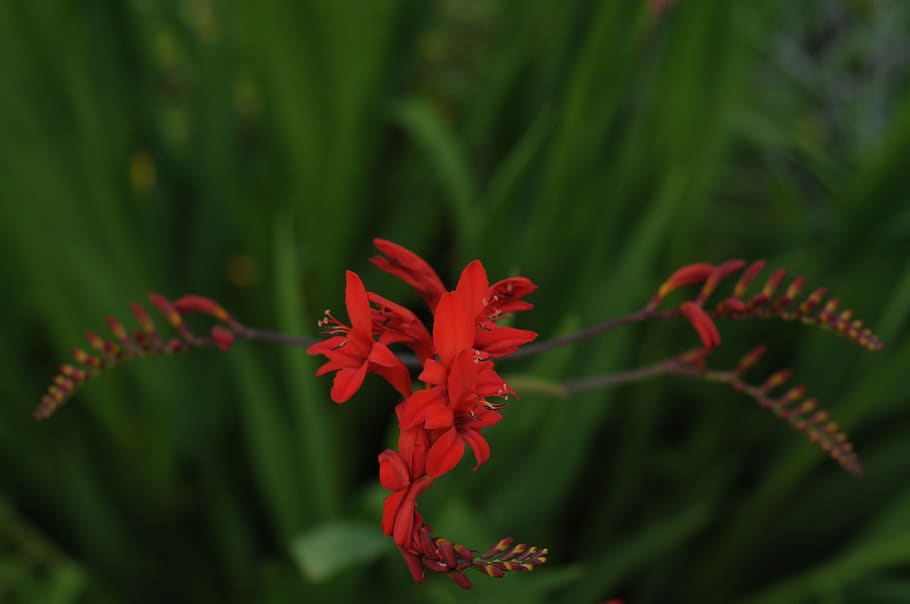 ireland, cork city, plant, growth, red, beauty in nature, close-up HD wallpaper