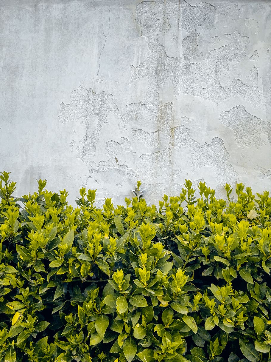 nature, white, spring, summer, plants, green, leaves, grass HD wallpaper