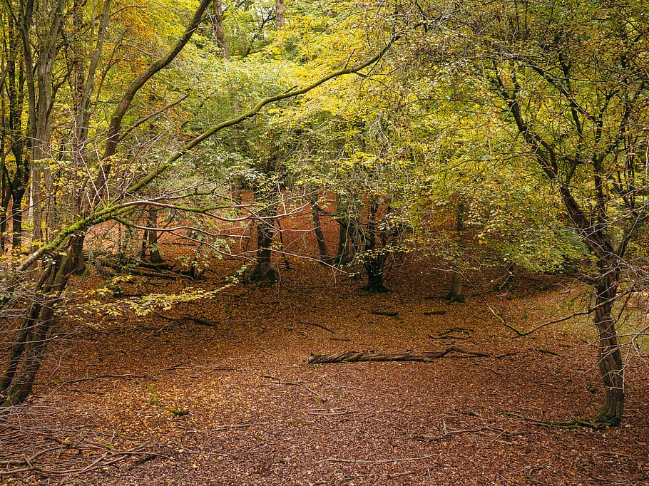 united kingdom, berkhamsted, woodland, autumn, autumnal, fall, HD wallpaper