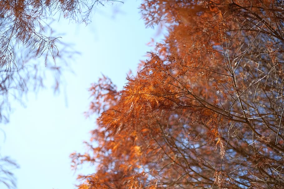 red, leaves, tree, fall, autumn, red leaves, plant, change HD wallpaper