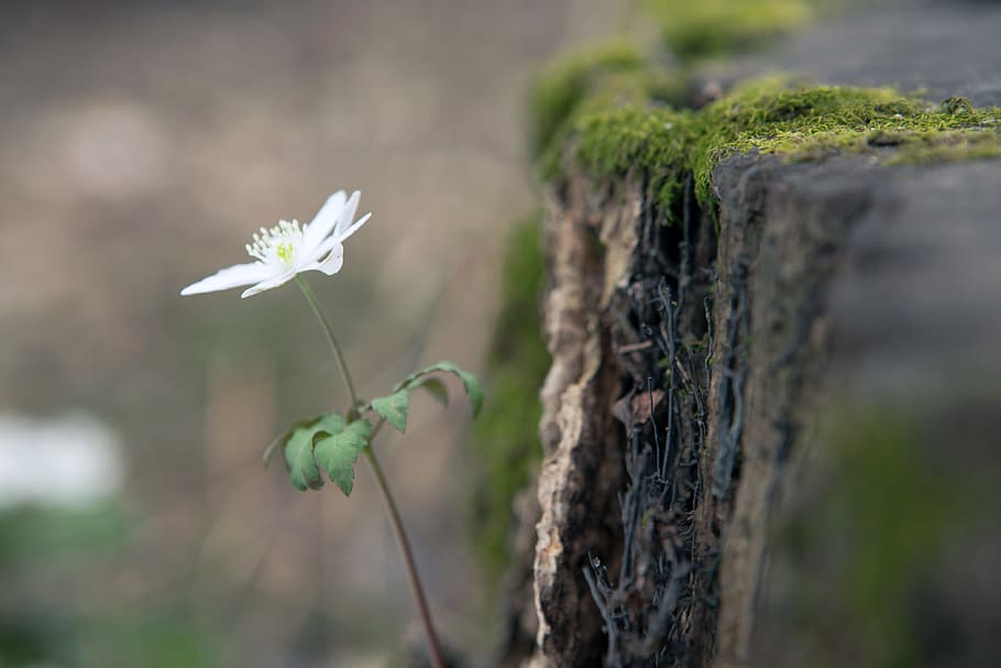beautiful, blossom, bunch, closeup, detail, flora, floral, flores HD wallpaper