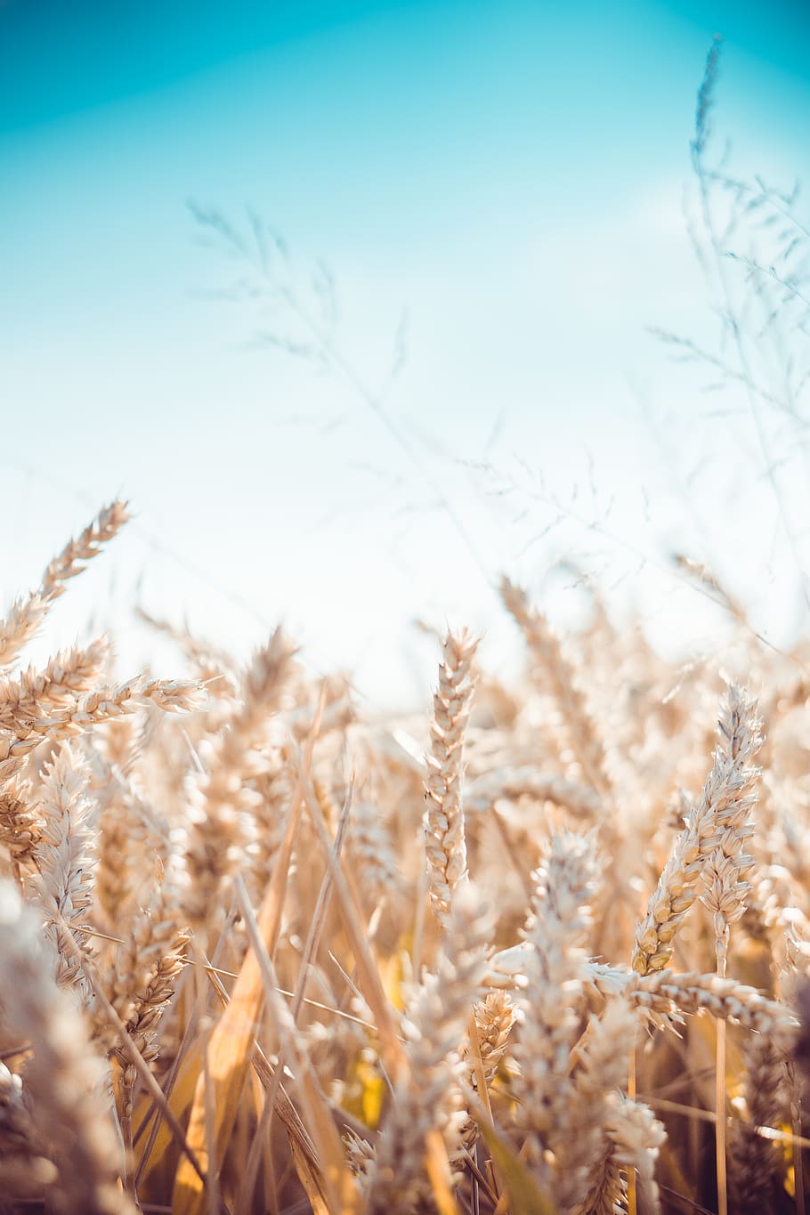 wheat plants, grass, flora, food, produce, vegetable, grain, field HD wallpaper